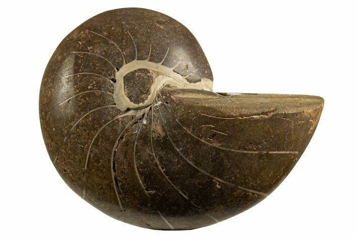 Polished Fossil Nautilus (Cymatoceras) - Unusual Grey Color! #329239